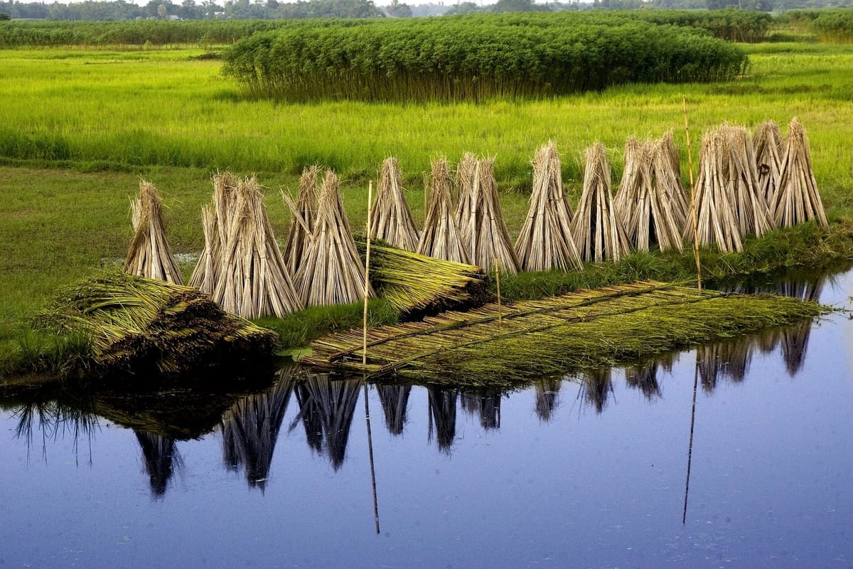 Jute stalks stacked in bundles after the harvest in Bangladesh. Jute is a natural material that suits a sustainable, eco-friendly home