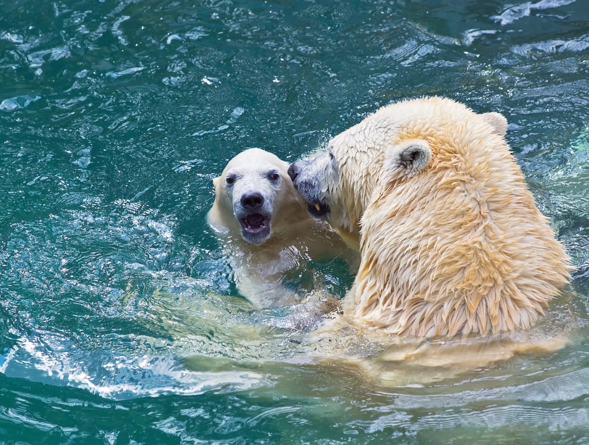 Polar bear playing with its cub in the water