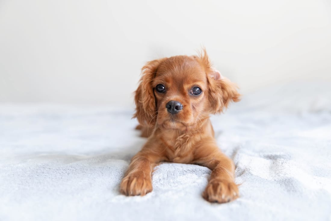 MIMO bed for a small dog or cat, view 2