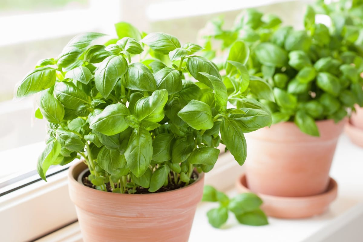 Basil in a pot for a sustainable, eco-friendly home