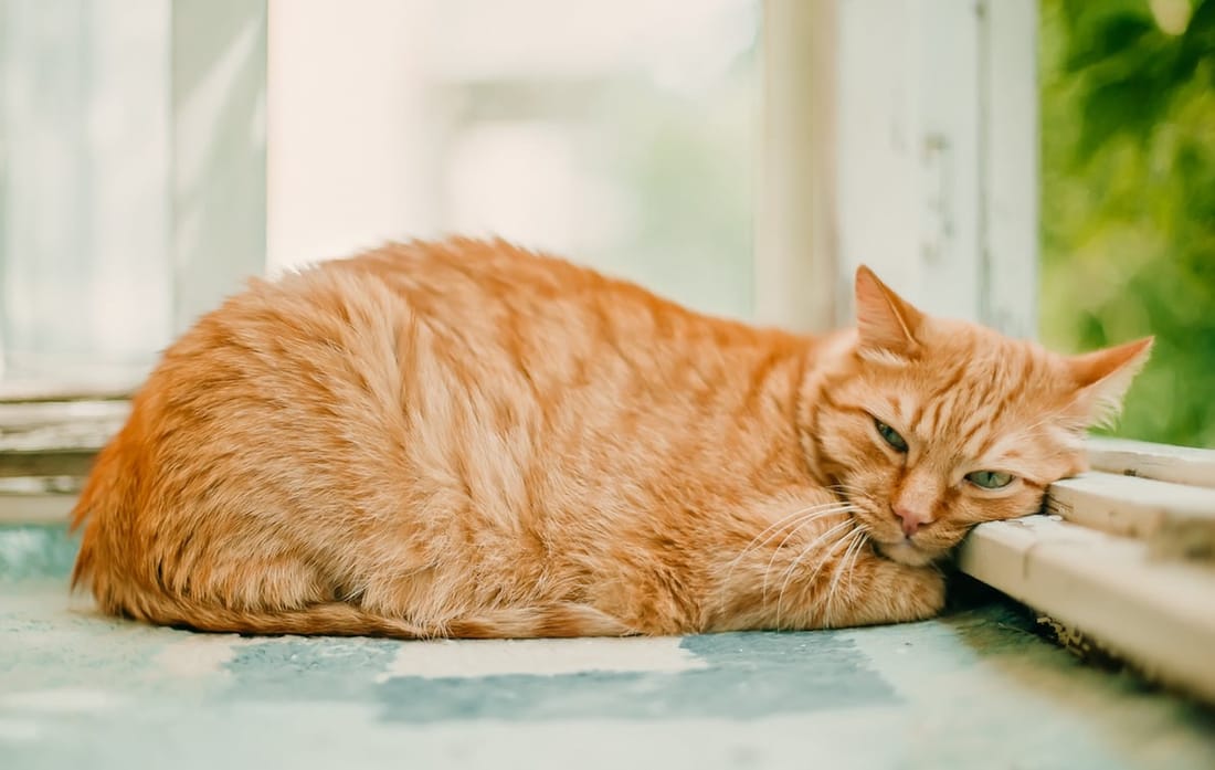 RON-RON cat or dog bed, view 2