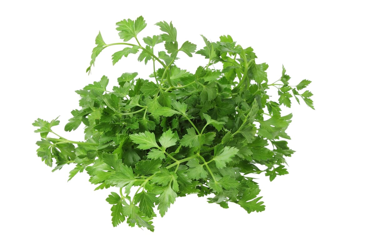 Sprigs of fresh parsley, a natural kitchen herb for a sustainable, eco-friendly home