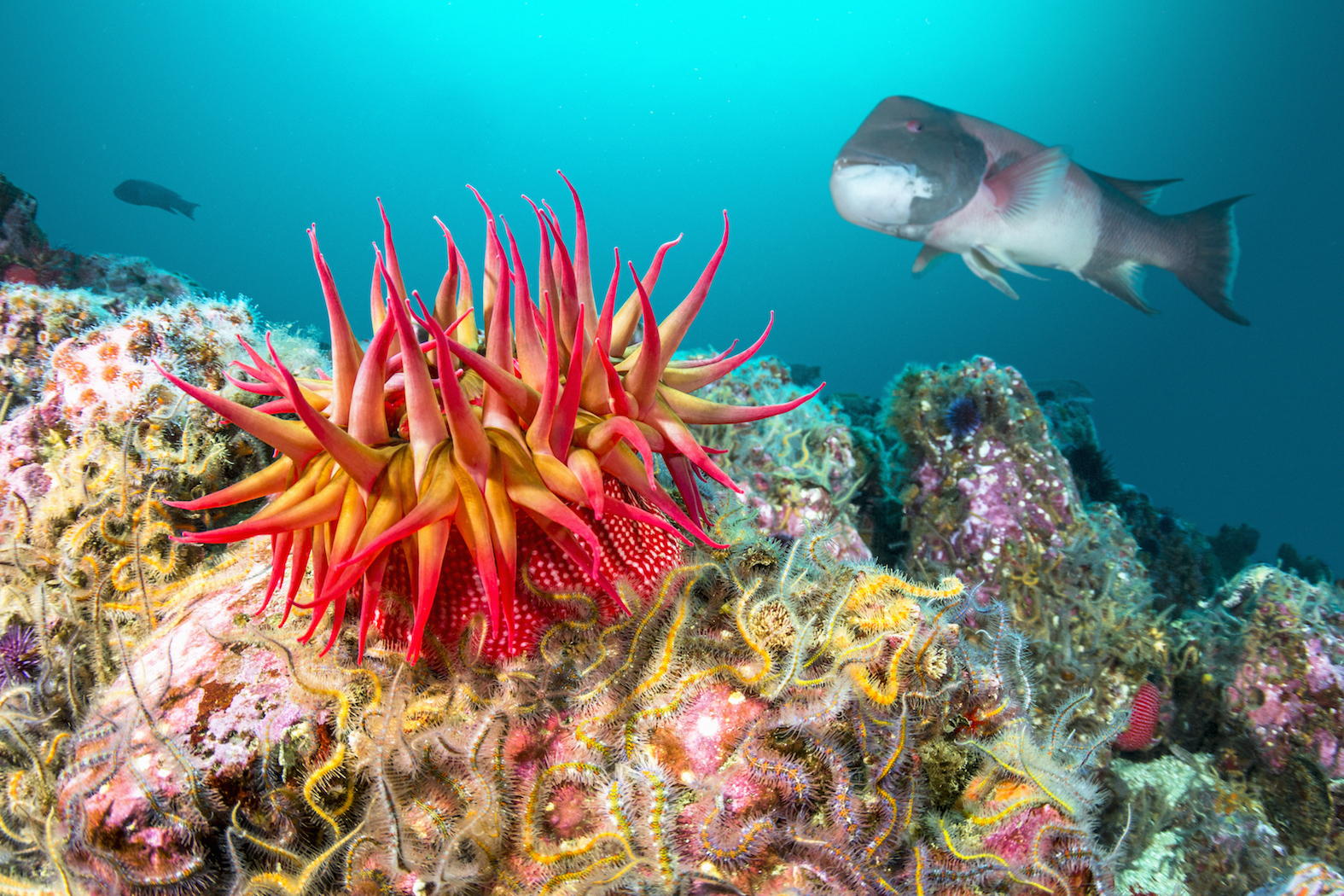 anemona-rosa-en-arrecife-del-canal-de-las-islas-de-California